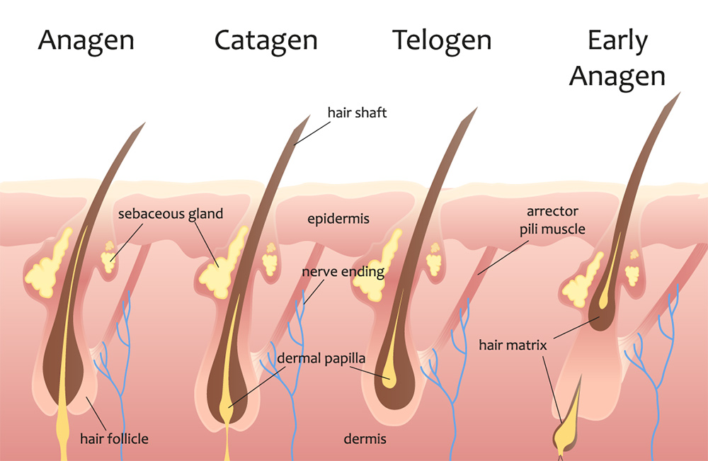 Stages Of Hair Growth | Human Hair Growth Cycle | Hair Cycle | Hair Cycle & Hair Loss | New Hair Clinic Perth